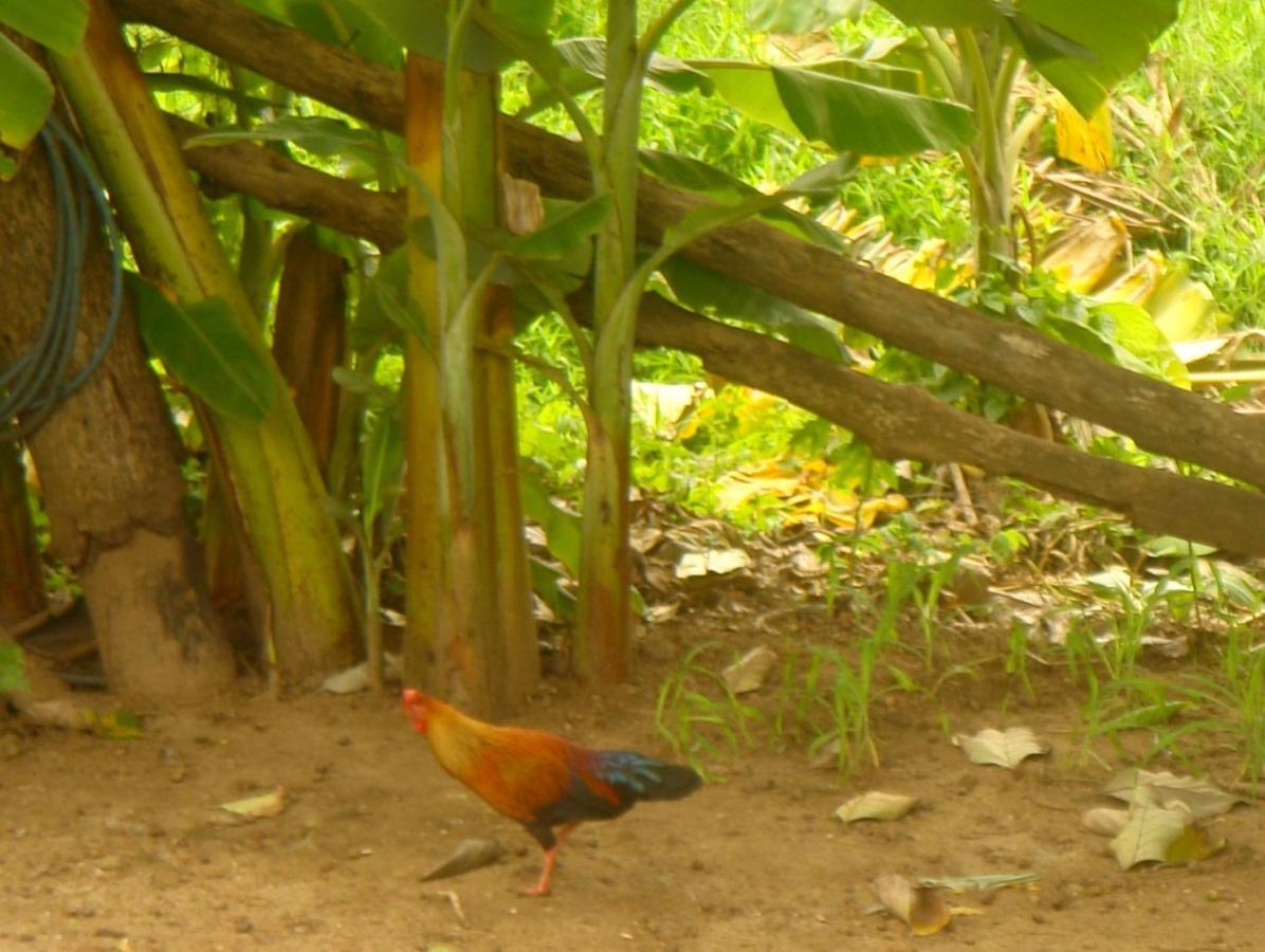 Homestay Camping Anuradhapura Ngoại thất bức ảnh